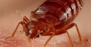Landlord Bedbug Treatment York