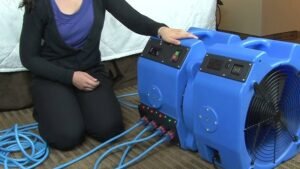Bedbug Removal York